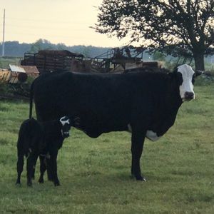 Meet your Posher, Morgan